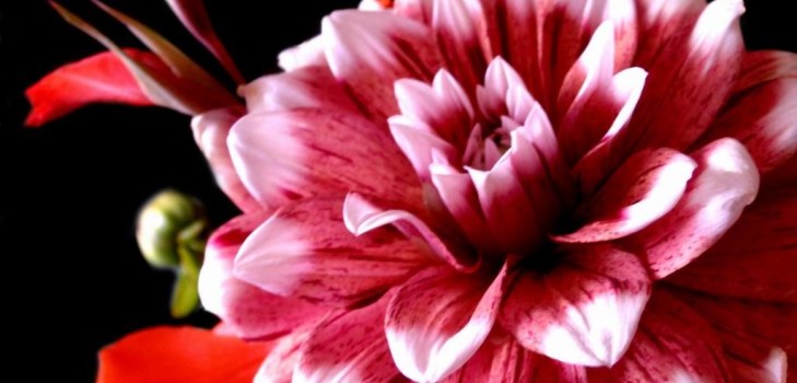 knopp dahlias