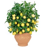 Hur odlar du ett citron hemma? Hur odlar du ett citron hemma?