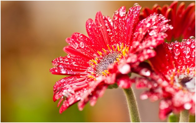 blommande gerard