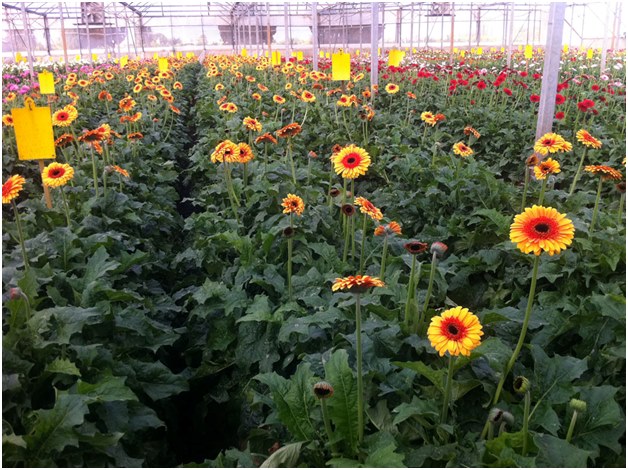 plantering av gerberas