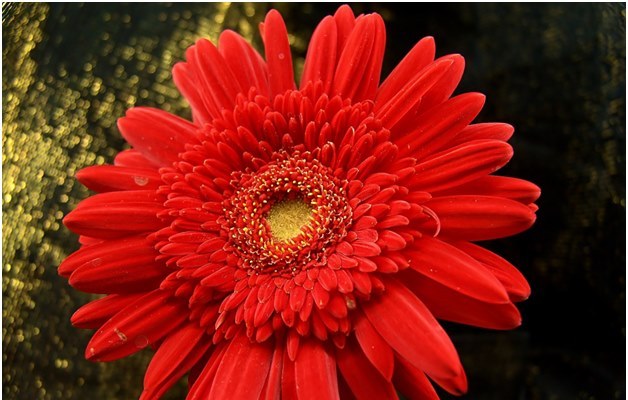 Hur man odlar en hälsosam gerbera i din trädgård