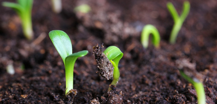Vilken typ av plantor när planteras?
