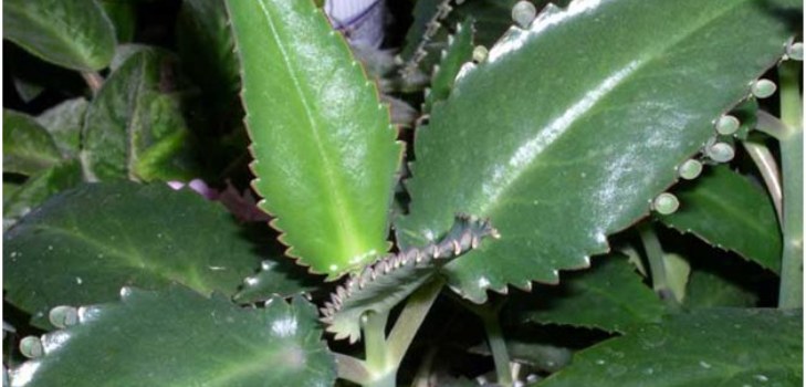 Kalanchoe växt
