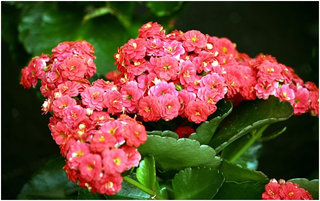 Kalanchoe blomma