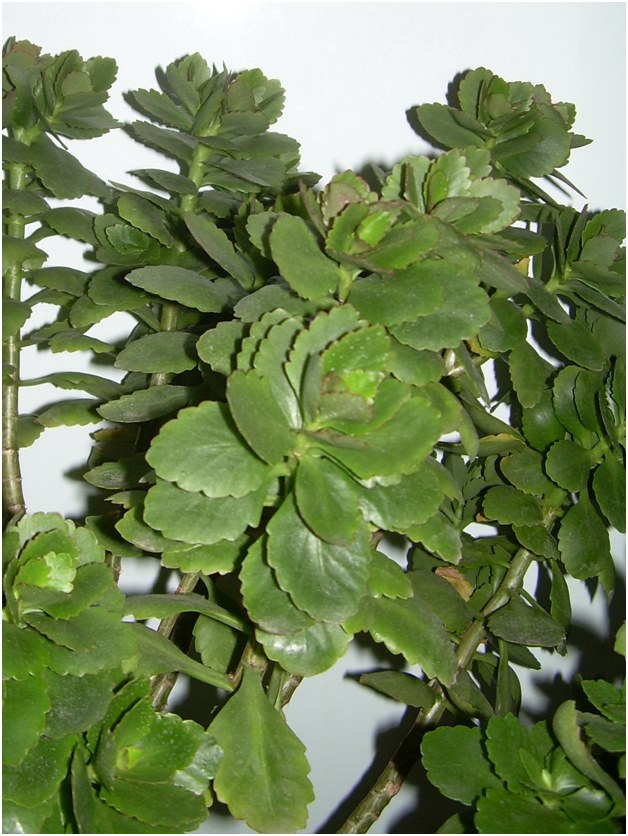 steklingar av Kalanchoe