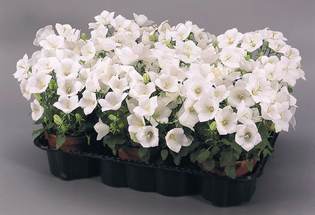 Ta hand om Campanula