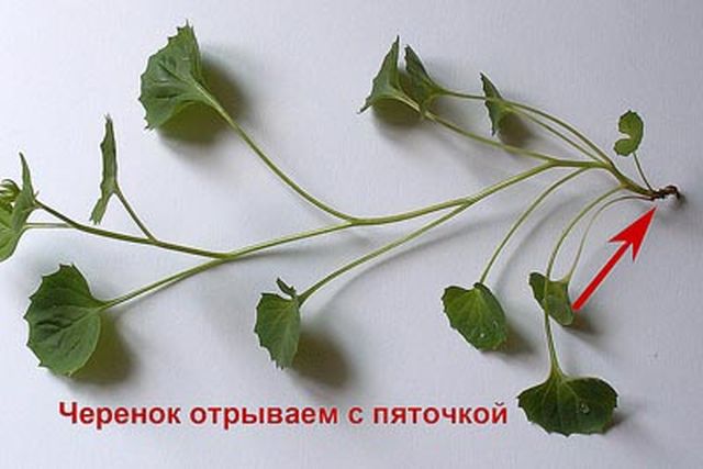 Ta hand om Campanula