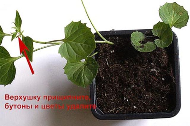 Ta hand om Campanula