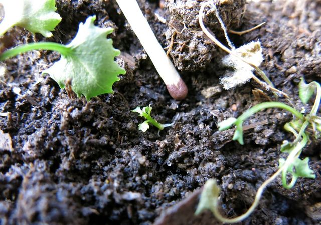 Ta hand om Campanula