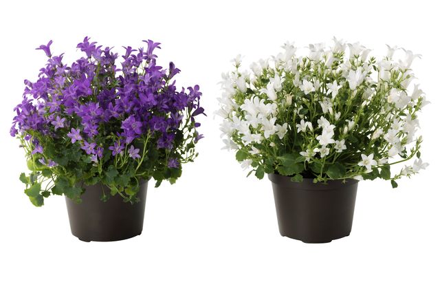 Ta hand om Campanula