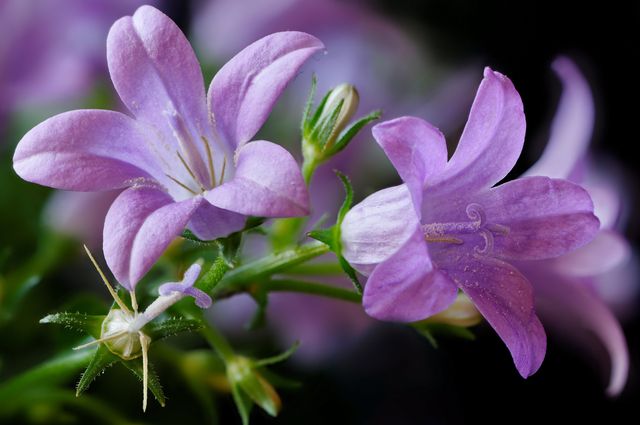 Campanula hemma - plantering och vård (video, foto): råd till en nybörjare blomsterbrukare