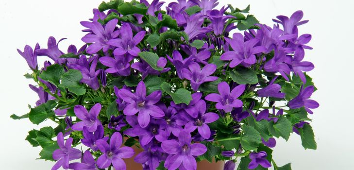 Ta hand om Campanula