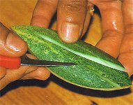 Carving från grönsaker och frukter?