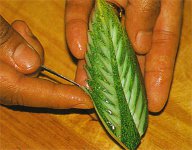 Carving från grönsaker och frukter?