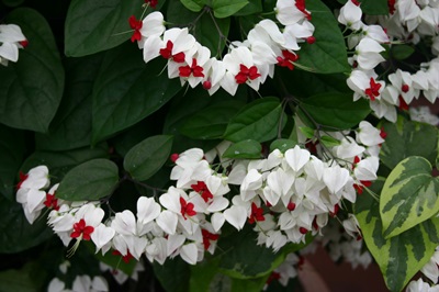 Clerodendrum - vård