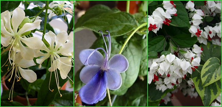 Clerodendrum - vård