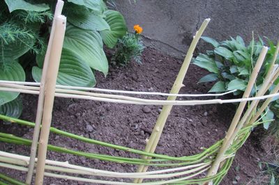 Blomstersäng från vinstocken med egna händer