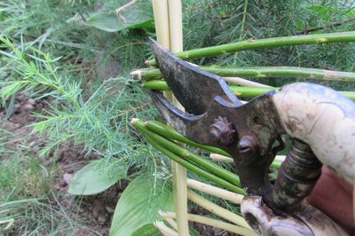 Blomstersäng från vinstocken med egna händer