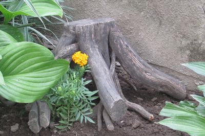 Blomstersäng från vinstocken med egna händer