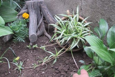 Blomstersäng från vinstocken med egna händer