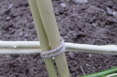Blomstersäng från vinstocken med egna händer