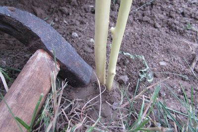 Blomstersäng från vinstocken med egna händer