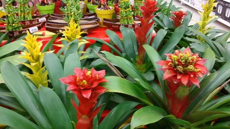 Hur ta hand om guzmania hemma Hur ta hand om guzmania hemma