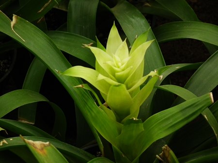 Guzmania: hur man bryr sig om uppfödningssäsongen Guzmania: hur man bryr sig om uppfödningssäsongen