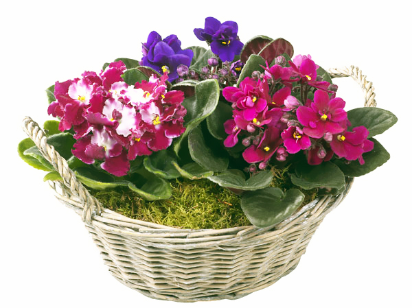 Inomhus växter: violett (senpolia)