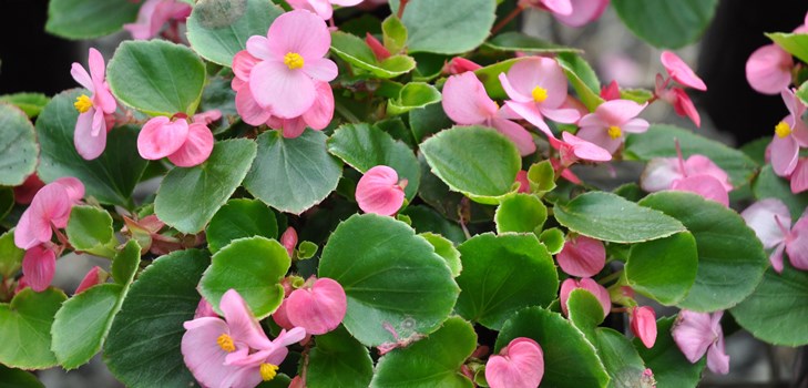 Inomhusblomma begonia: hemvård