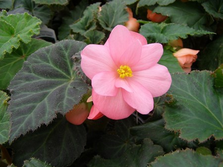 Inomhusblomma begonia: hemvård