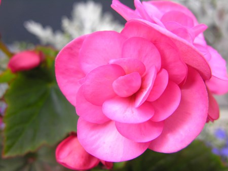 Begonia tiggare kommer från tropiska och subtropiska skogar Inomhusblomma begonia: hemvård