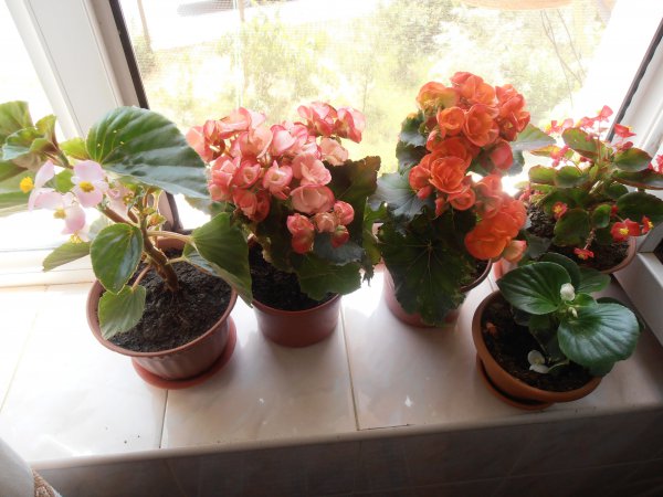 Inomhusblomma begonia: hemvård