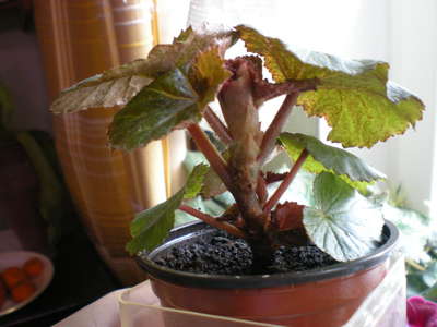 Inomhusblomma begonia: hemvård