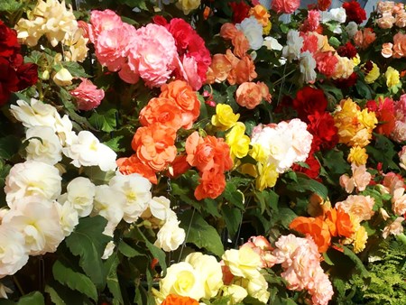 Inomhusblomma begonia: hemvård