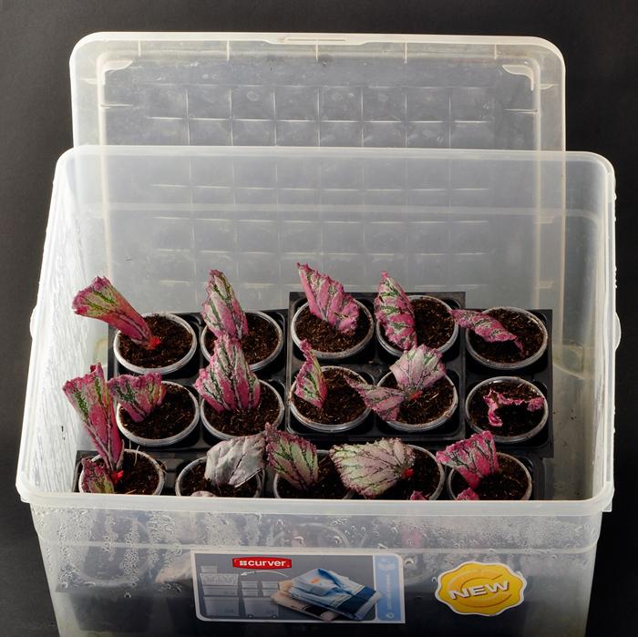 Inomhusblomma begonia: hemvård