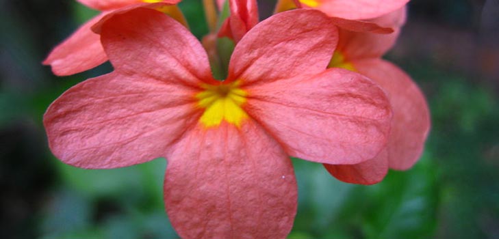 Crossandra: vård och foto