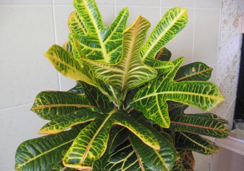 Croton: hemvård
