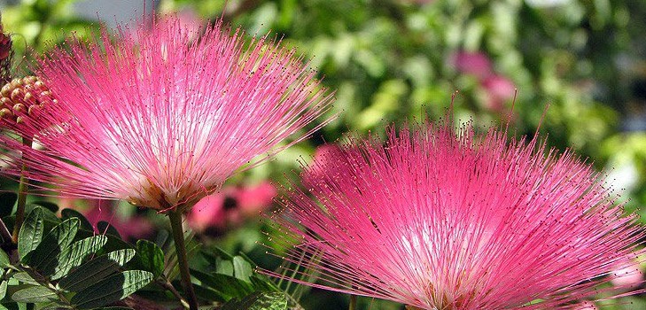 Mimosa blyg: egenskaperna hos vården Mimosa blyg: egenskaperna hos vården