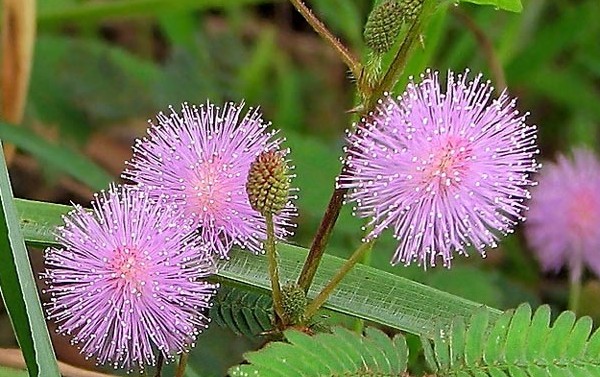 Mimosa blyg: egenskaperna hos vården Mimosa blyg: egenskaperna hos vården