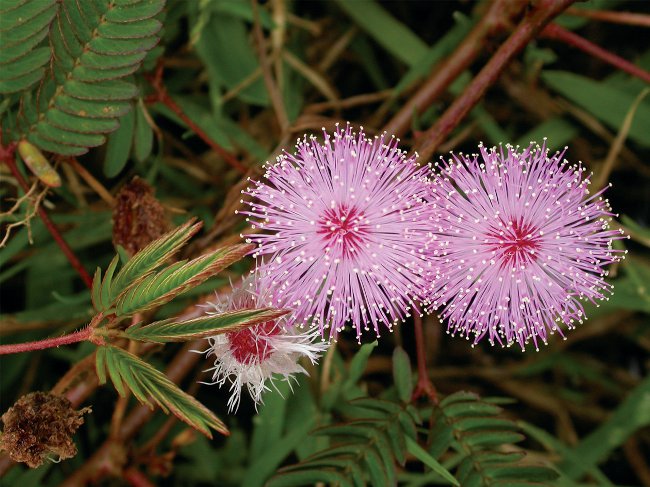 Mimosa blyg: egenskaperna hos vården Mimosa blyg: egenskaperna hos vården