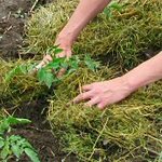 Mulching sängar - foton och videor Mulching sängar - foton och videor
