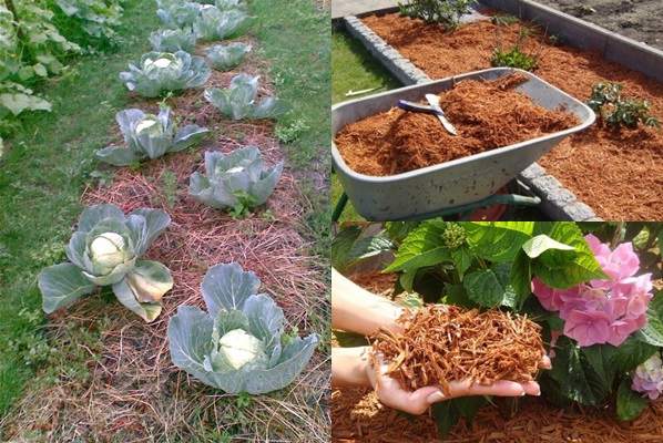 Mulching sängar - foton och videor Mulching sängar - foton och videor