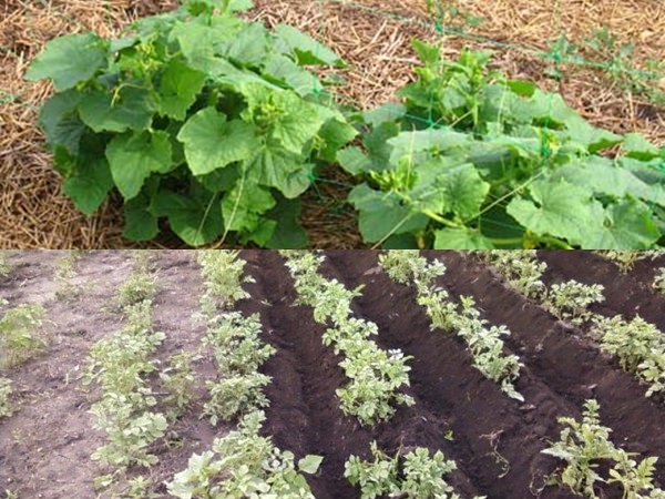 Mulching sängar - foton och videor Mulching sängar - foton och videor