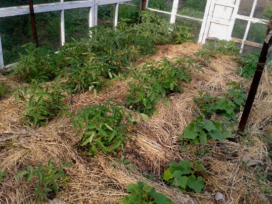 Vad är mulching gräs?