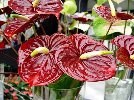 Anthurium: hemvård