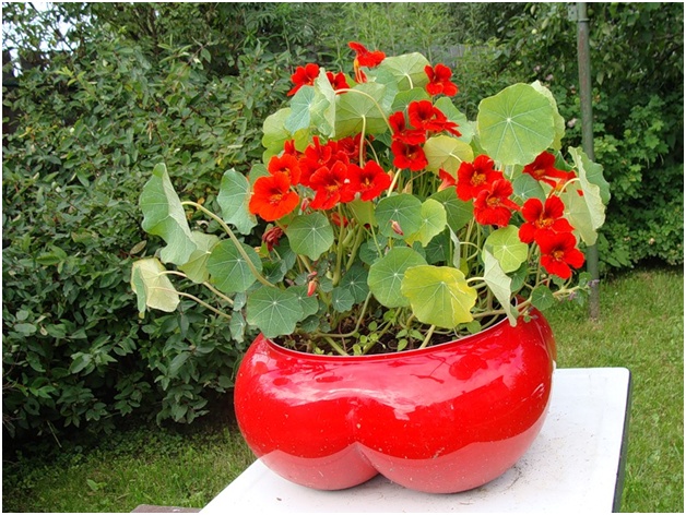 pott av blommor