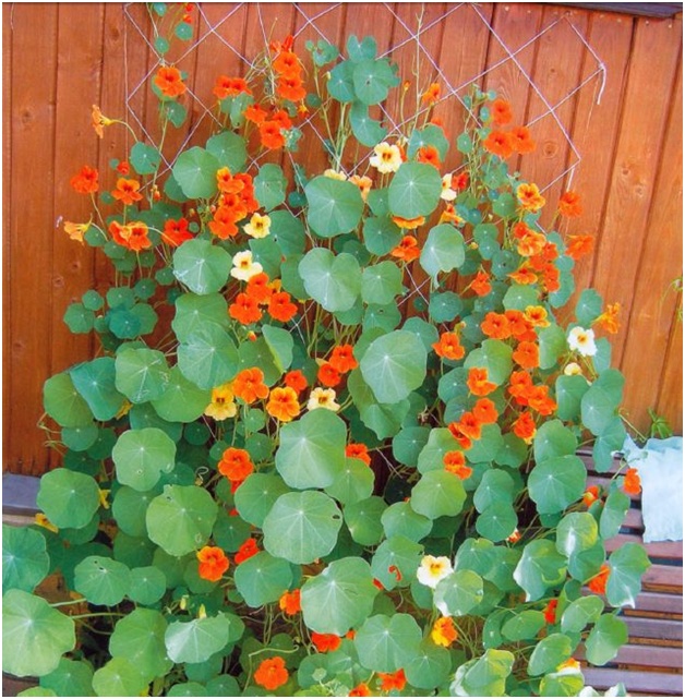 blommor vid staketet