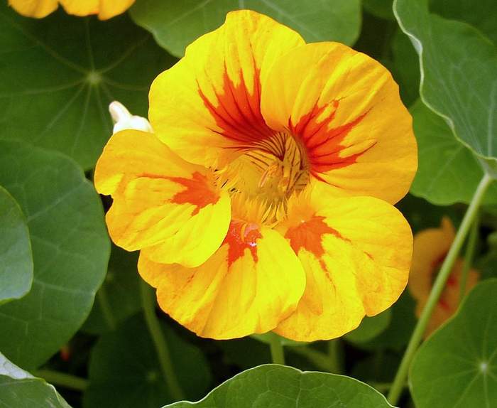 Nasturtium är en riktig trädgårdsdekoration