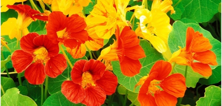 vackra blommor